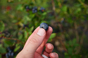 Hand holding a freshly-picked blueberry.