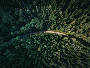 Aerial view of a road through a forest